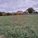 COSERENI (IL) - SE VINDE TEREN 2000 MP LA SOS BUCURESTI -URZICENI